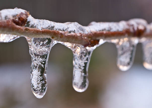 icicles on the branches of bushes
