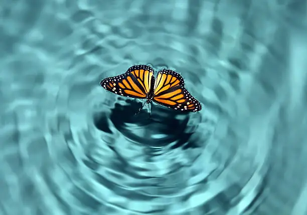 Butterfly in a pool of water