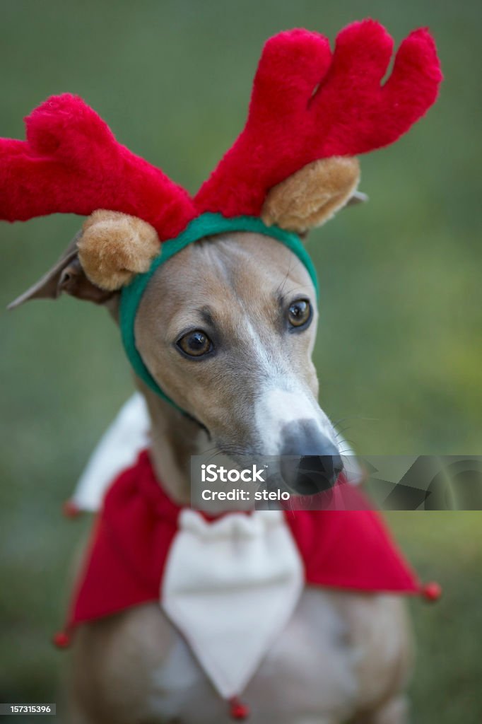 Petit lévrier italien avec motif renne Antlers - Photo de Chien libre de droits