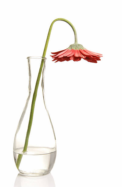 Flower wilting in glass vase on a white background  Wilted red flower in a vase, isolated on white background. More flowers in lightbox... wilted plant stock pictures, royalty-free photos & images