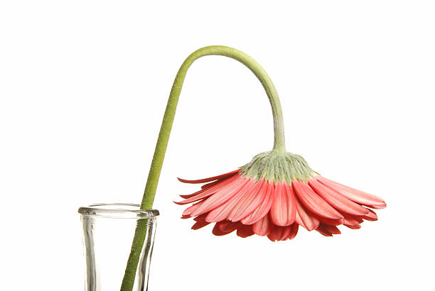 Wilted flower stock photo