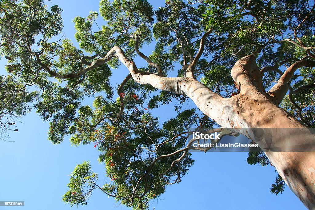 Eucalyptus - Photo de Eucalyptus libre de droits