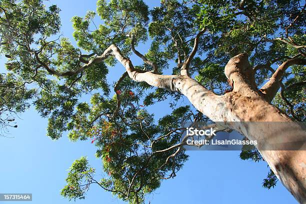 Photo libre de droit de Eucalyptus banque d'images et plus d'images libres de droit de Eucalyptus - Eucalyptus, Rouge, Arbre