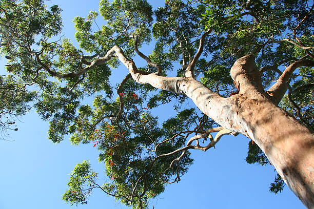 Albero di eucalipto - foto stock