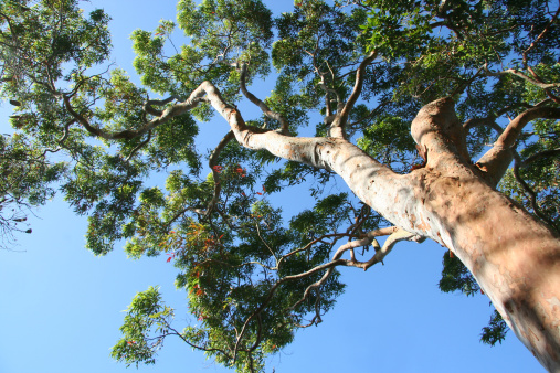 Gum tree with striking red tinged bark.