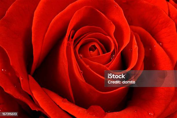 Rote Rose Stockfoto und mehr Bilder von Blume - Blume, Blüte, Blütenblatt