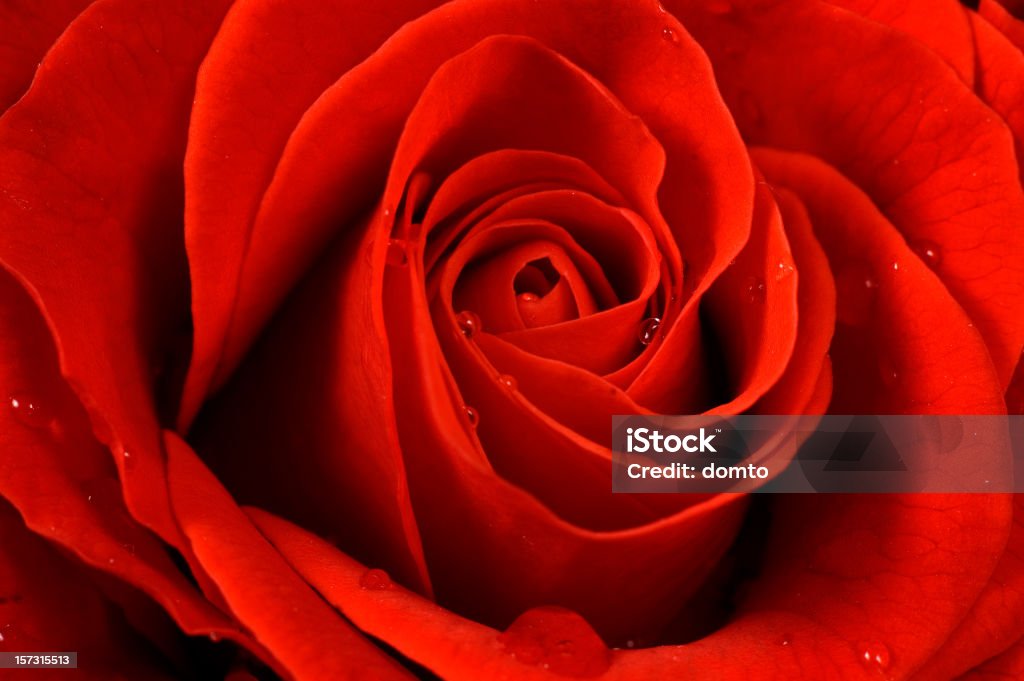 Rosa rossa - Foto stock royalty-free di Bellezza naturale