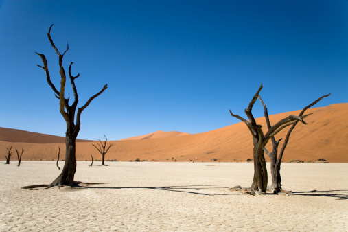Dead black trees in the desert landscap. surreal scenic in this amazing unreal landscape. Sossusvlei, Dead Vlei, Namib Desert, Namibia, Africa