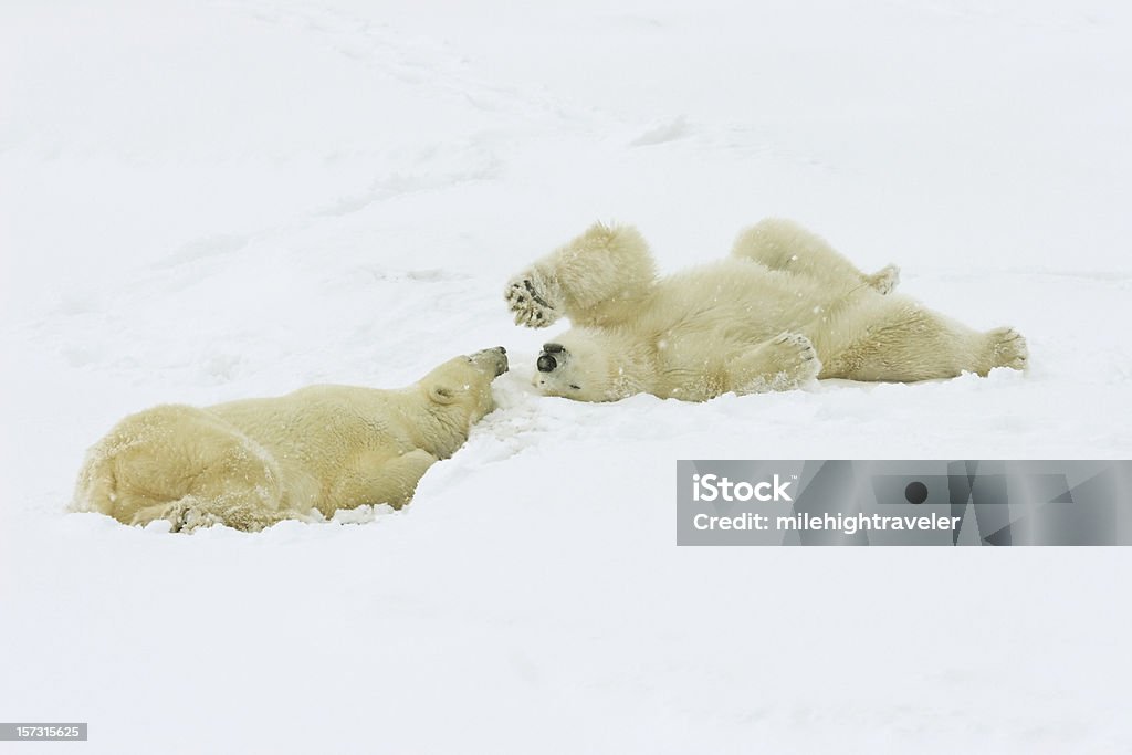 Двух полярных медведей Расслабьтесь в Канадский Арктический снег буря - Стоковые фото Арктика роялти-фри