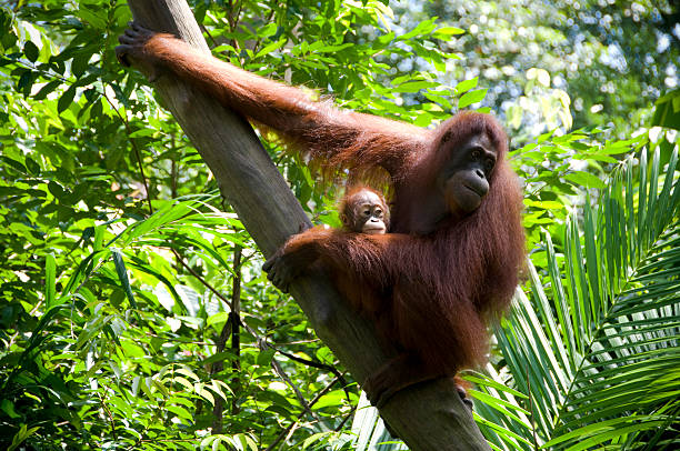 mutter und kinder orang-utans - orang utan fotos stock-fotos und bilder