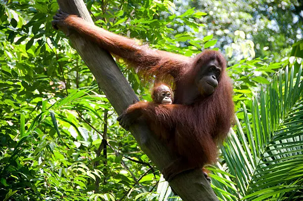 A mother cradling an infant Orang-utan in lush rainforest foliage.