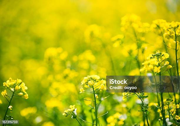 Brilhante Flor Amarela - Fotografias de stock e mais imagens de Ajardinado - Ajardinado, Amarelo, Ao Ar Livre