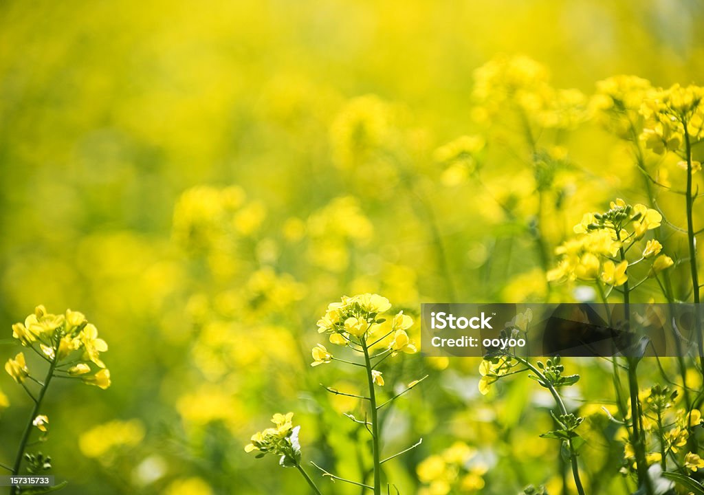 Ярко-желтый цветок - Стоковые фото Без людей роялти-фри