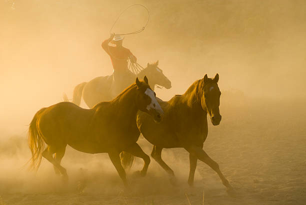 istock Roping cowboy, arm raised,chasing two horses-backlit dust 157315774
