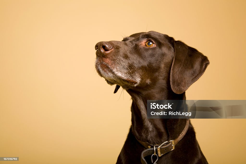 German Shorthaired Pointer A brown German Shorthaired Pointer dog against a beige background. Dog Stock Photo
