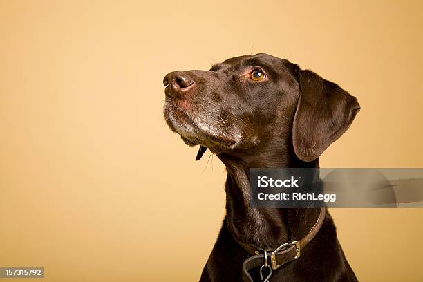 German Shorthaired Pointer Stock Photo - Download Image Now - Dog, Looking Up, Smelling