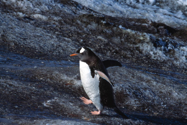 실행 개척시대의 젠투펭귄 - sea bird endangered species penguin running 뉴스 사진 이미지