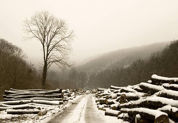 Lumberyard stock photo