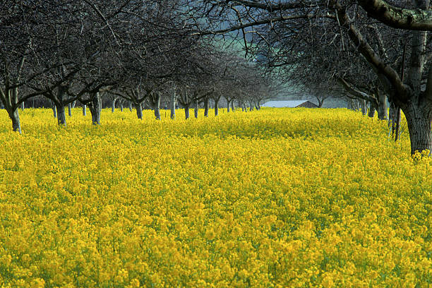 Mustard and Walnut Grove  walnut grove stock pictures, royalty-free photos & images