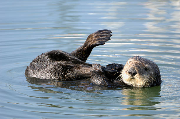 istock Resting Wild Sea Otter With Leg in Air 157315910