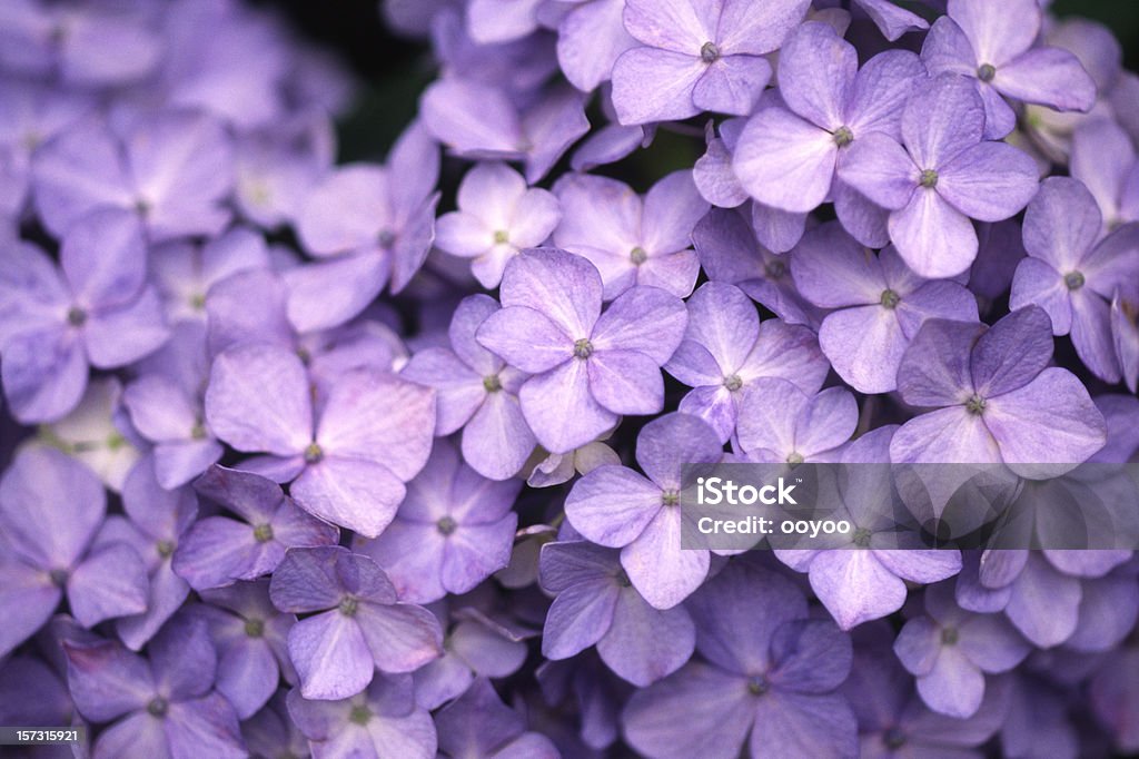 Ortensia viola - Foto stock royalty-free di Ortensia