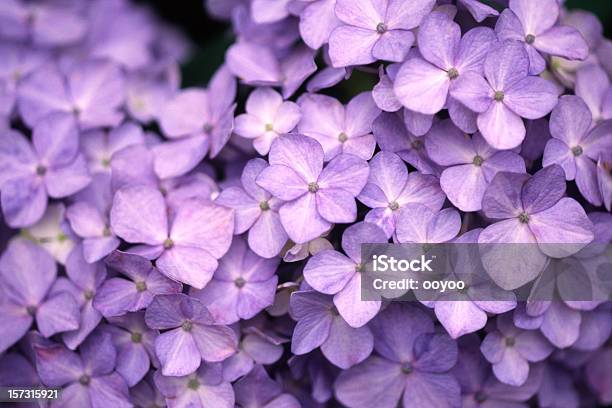 Ortensia Viola - Fotografie stock e altre immagini di Ortensia - Ortensia, Close-up, Viola - Colore