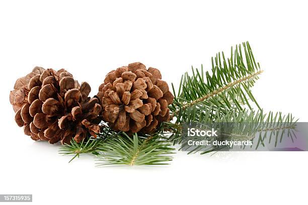 Pine Hütchen Und Nadeln Stockfoto und mehr Bilder von Zapfen - Zapfen, Weißer Hintergrund, Kiefer
