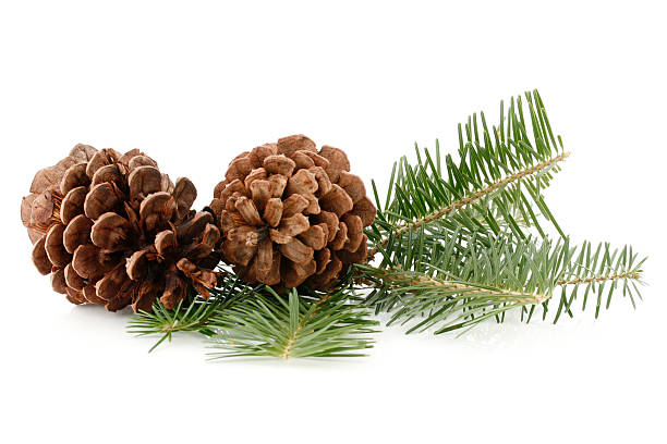 Pine Cones and Needles  pinecone stock pictures, royalty-free photos & images