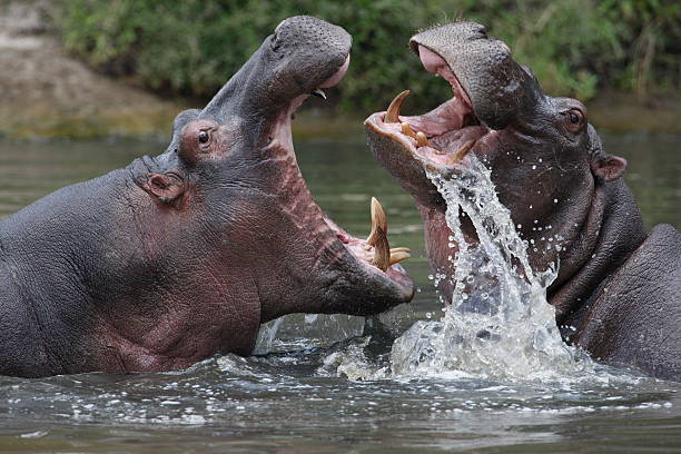 Two hippopotamuses fighting in a river stock photo
