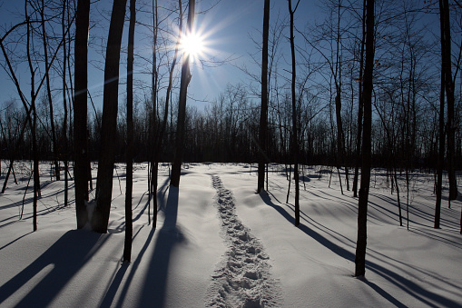A DSLR photo of a snowshoe trail in the forest by a sunny day. The trail is the first track of the day and there is fresh powder snow on the ground. There are several trees in the woods and the sun is blasting in the background. Clear blue sky, no clouds. 