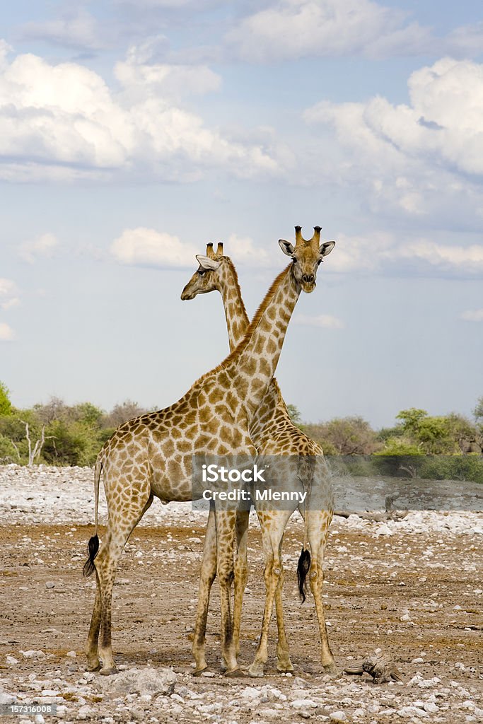 Girafes - Photo de Afrique libre de droits