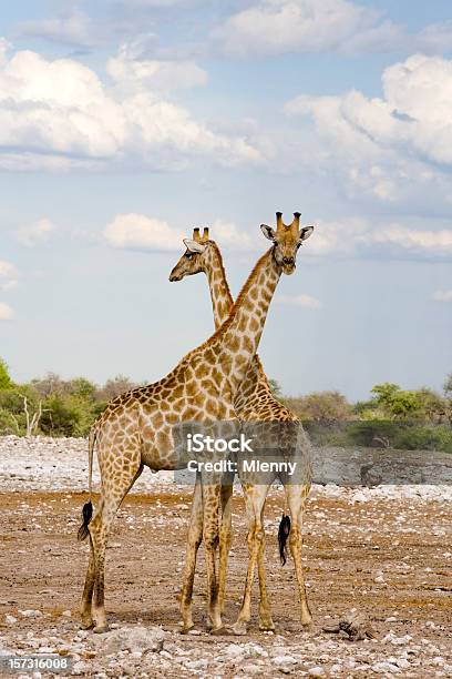 Giraffes - zdjęcia stockowe i więcej obrazów Afryka - Afryka, Chmura, Ciekawość