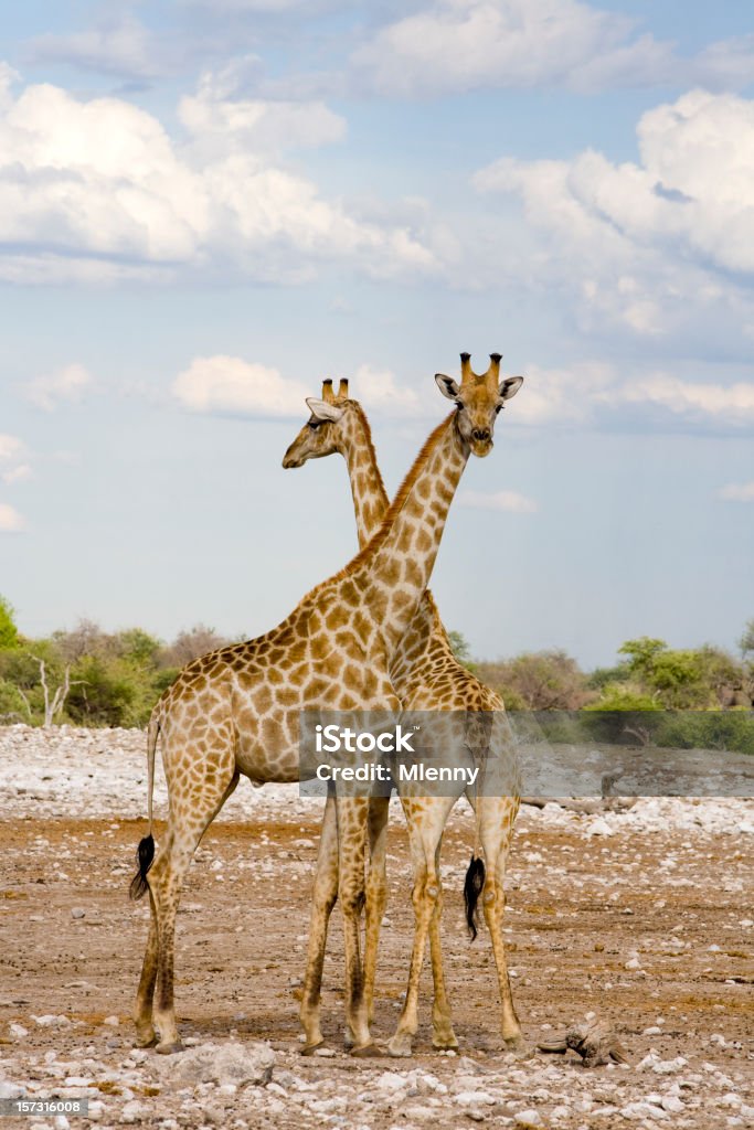 As girafas - Royalty-free Alto - Descrição Física Foto de stock