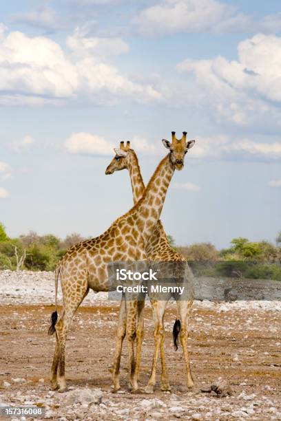 As Girafas - Fotografias de stock e mais imagens de Alto - Descrição Física - Alto - Descrição Física, Animal, Animal de Safari