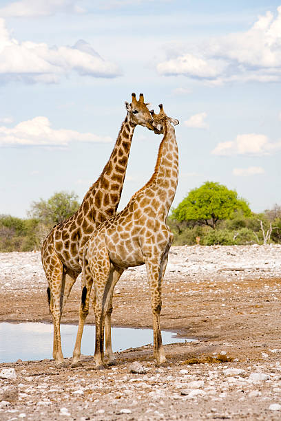 Giraffe bending over drinking water at water hole, Namibia