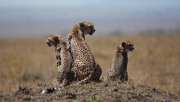 istock Cheetah family 157316031