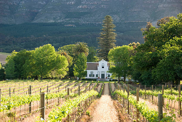 歴史的な植民地風の建物に、ケープタウン周辺のブドウ園 - south africa cape town winelands constantia ストックフォトと画像