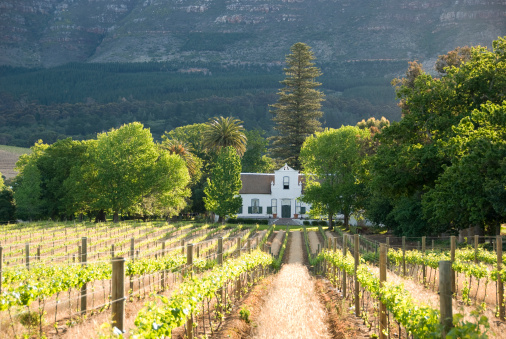 Capetown vineyards and Typical historical colonial architecture in South Africa. Images taken in autumn when the grapes are ready to be picked. Those old wine houses can be found in the Constantia area, Paarl, Stellenbosch and Frranschoek.