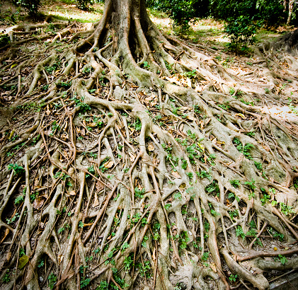 A tree with a large network of roots.