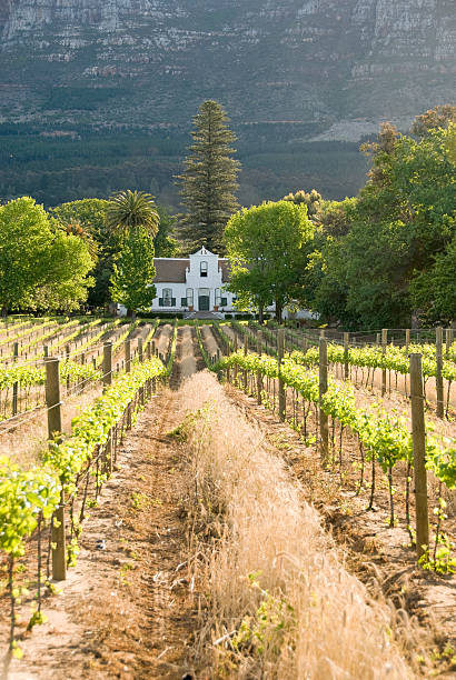 ワインランド - south africa cape town winelands constantia ストックフォトと画像