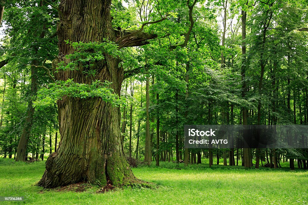 Mighty Oak Tree on Clearing in Deciduous Forest Oak Tree Stock Photo