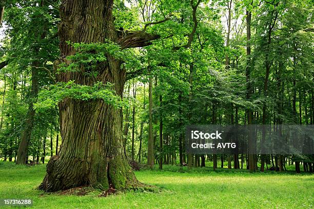 Mighty Oak Tree On Clearing In Deciduous Forest Stock Photo - Download Image Now - Oak Tree, Forest, Single Tree