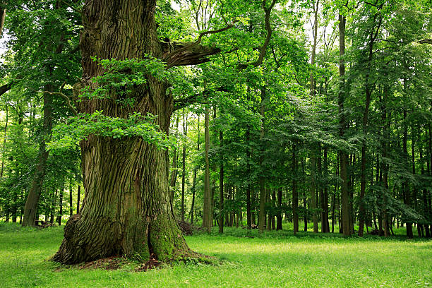 дуб на расчетный в лиственное лес - glade forest oak tree tree стоковые фото и изображения