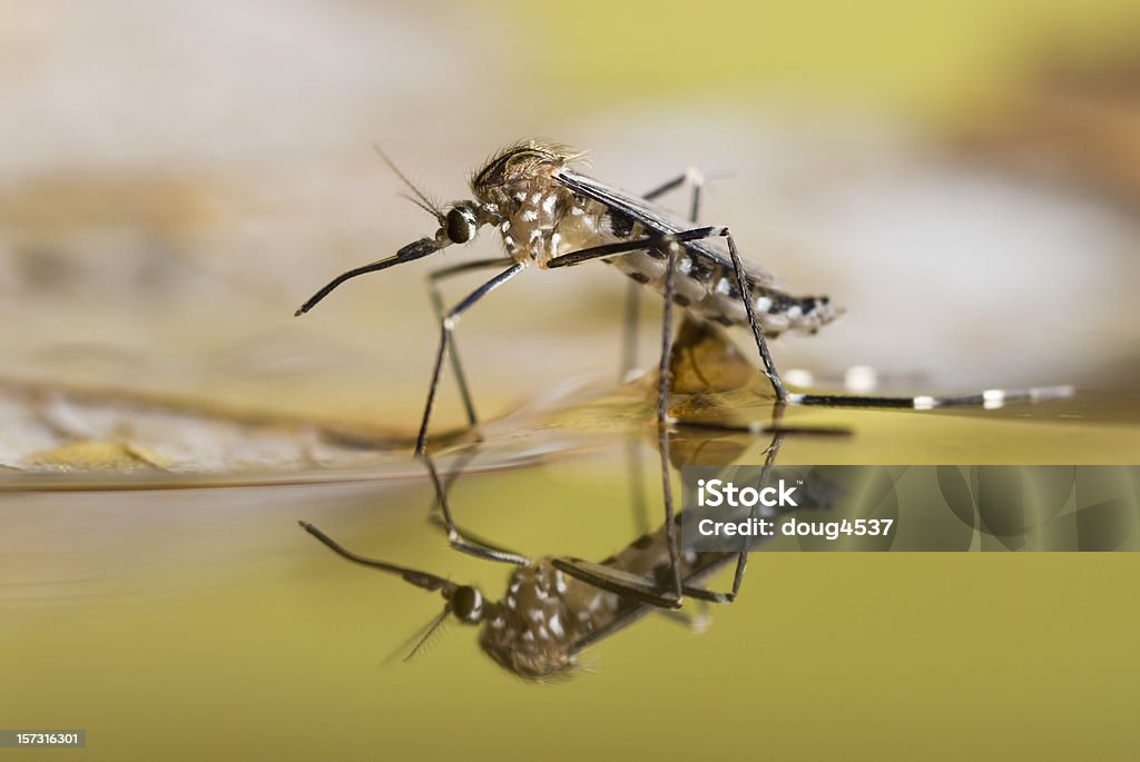 Black and white spotted mosquito on the surface of liquid An Aedes japonicus mosquito rests on the  water surface from which it just emerged. Mosquito Stock Photo