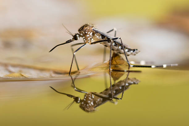 Black and white spotted mosquito on the surface of liquid An Aedes japonicus mosquito rests on the  water surface from which it just emerged. mosquito photos stock pictures, royalty-free photos & images