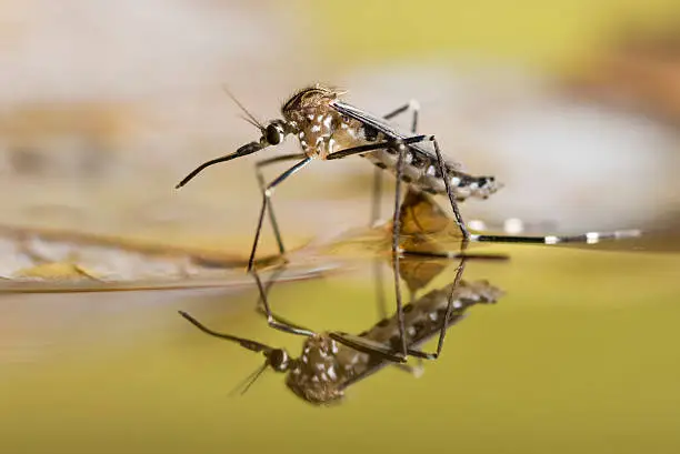 Photo of Black and white spotted mosquito on the surface of liquid