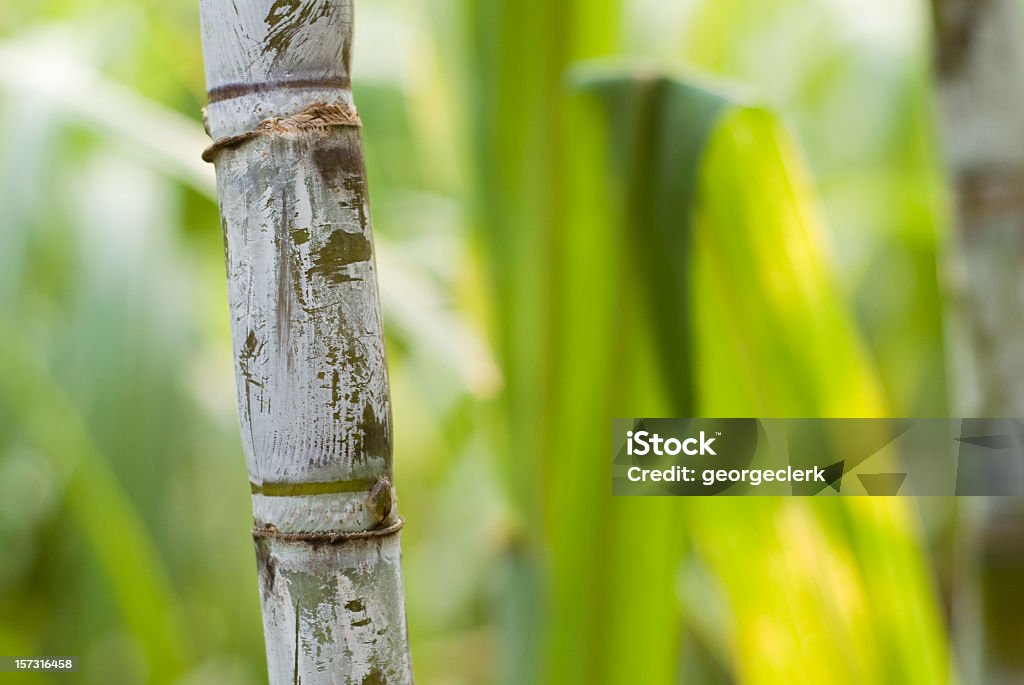 Macro di canna da zucchero - Foto stock royalty-free di Canna da zucchero