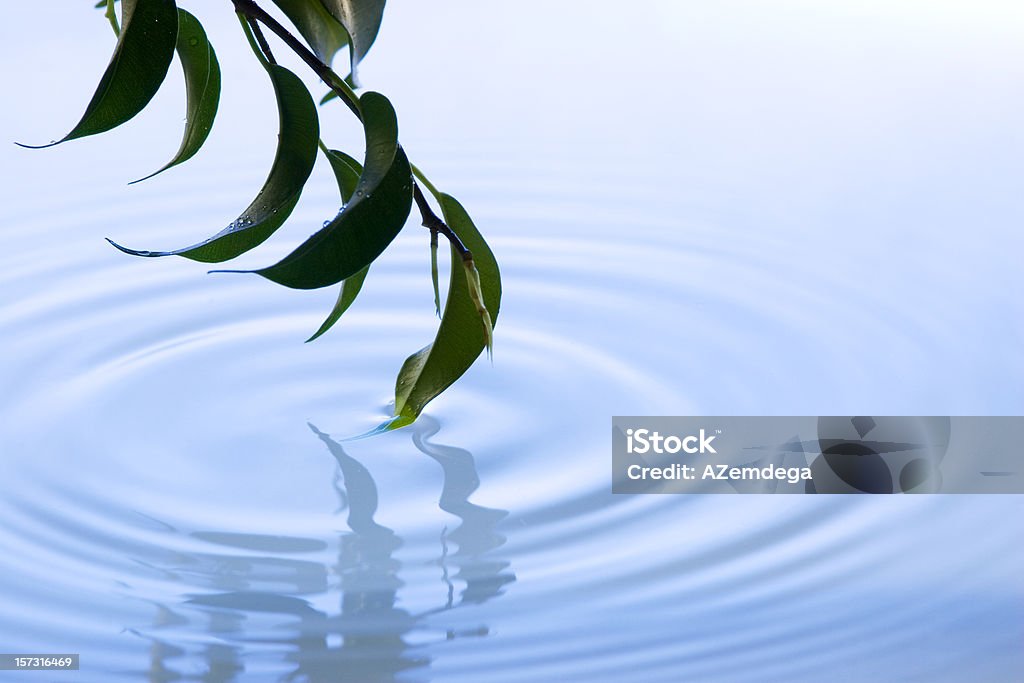 Spring: blue Silhouette of branch on water. Horizontal version of file: Copy Space Stock Photo