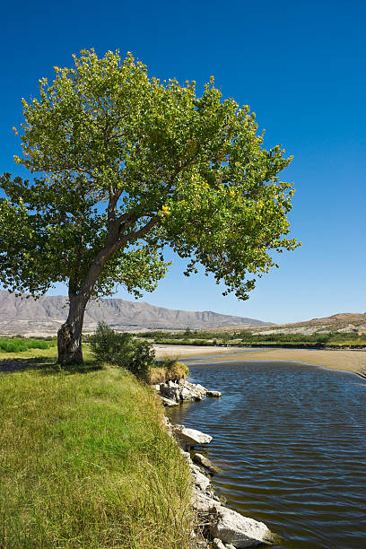 rzeka rio grande i topola amerykańska el paso stan teksas - rio grande new mexico river valley zdjęcia i obrazy z banku zdjęć