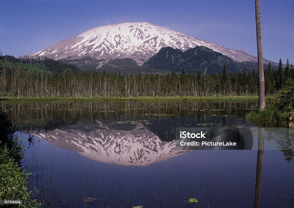 Mt St Helens odzwierciedlające w Koza Marsh Lake - Zbiór zdjęć royalty-free (Cisza)
